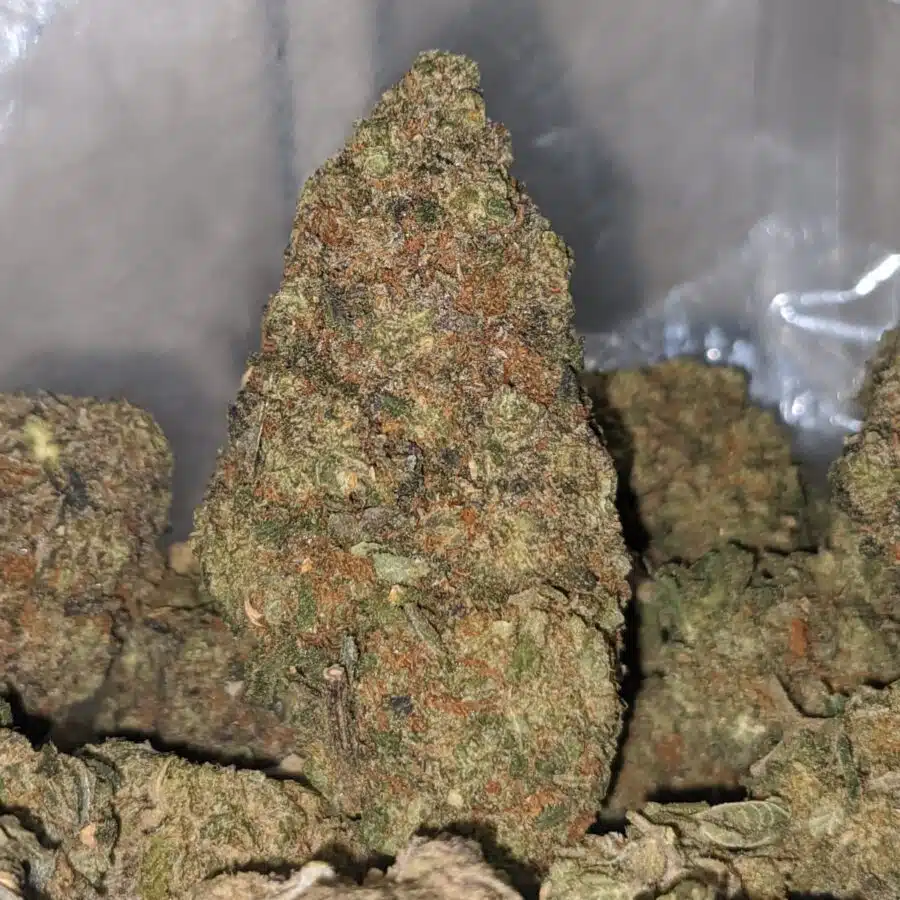 pink rhino bs 1 I Pink Rhino Bulk Special