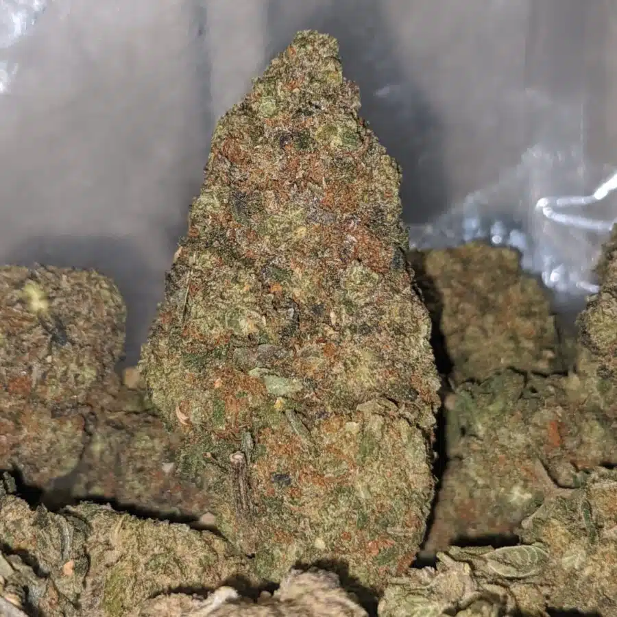 pink rhino bs 2 I Pink Rhino Bulk Special