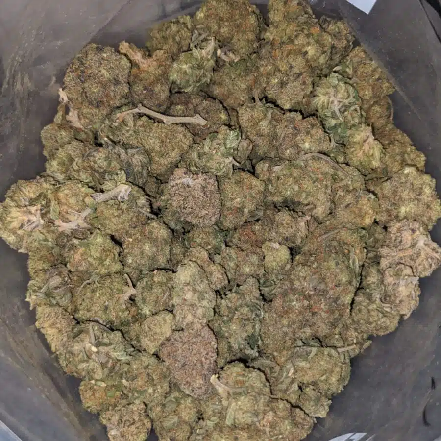 pink rhino bs 3 I Pink Rhino Bulk Special