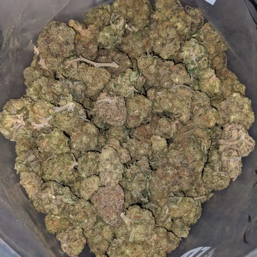 pink rhino bs 4 I Pink Rhino Bulk Special