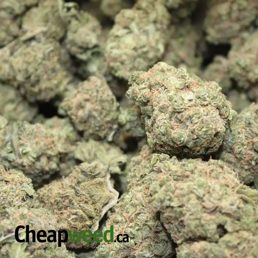 purple berry 1 I $112 Oz - Purple Berry AAA