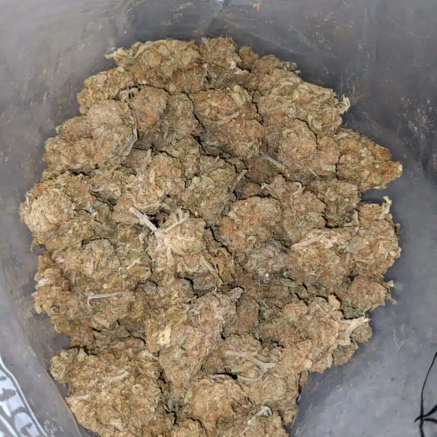 AA CAT PISS 1 I AA Cat Piss