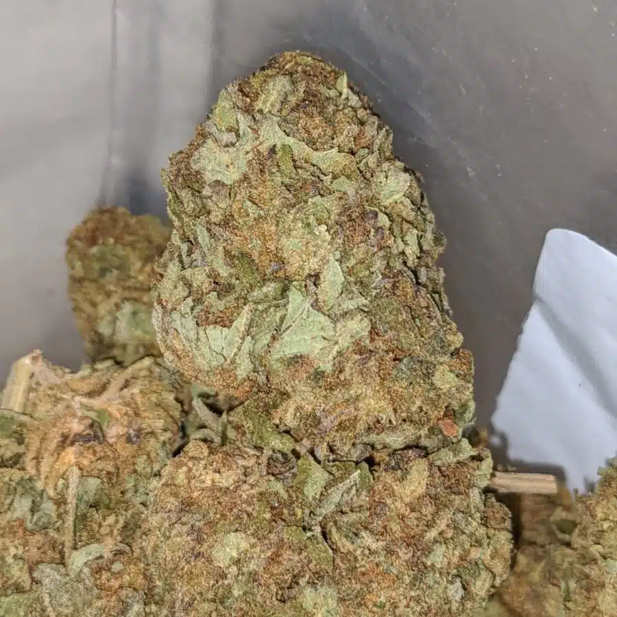 Apple Jack BS 1 I Apple Jack Bulk Special