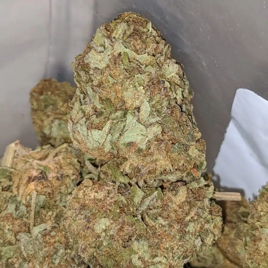 Apple Jack BS 2 I Apple Jack Bulk Special