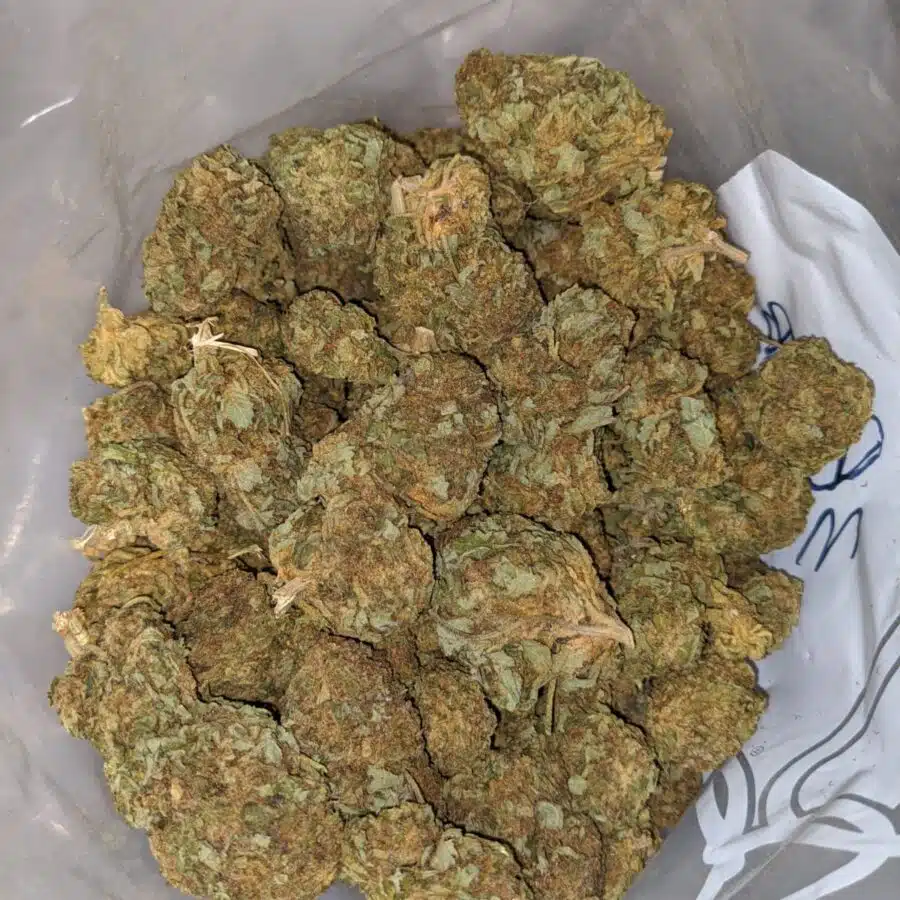 Apple Jack BS 3 I Apple Jack Bulk Special