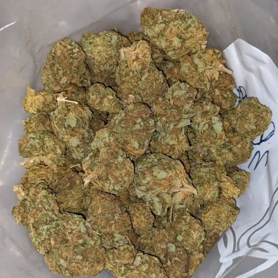 Apple Jack BS 4 I Apple Jack Bulk Special