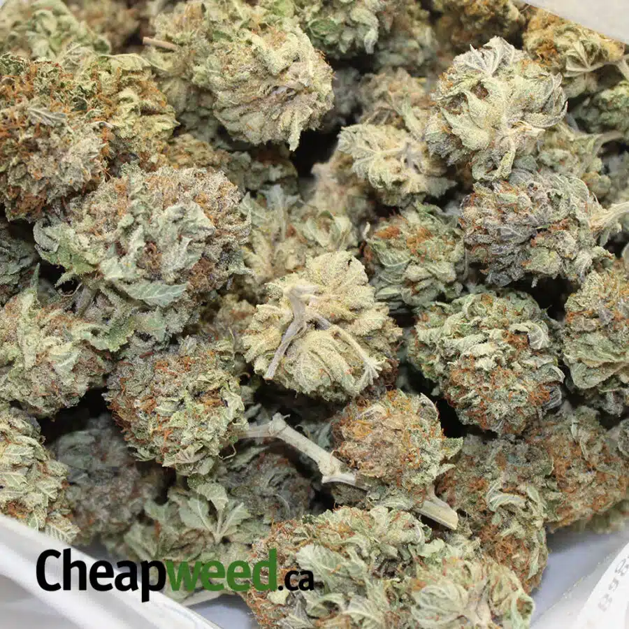 BC BUD 3 I BC Bud AAA+