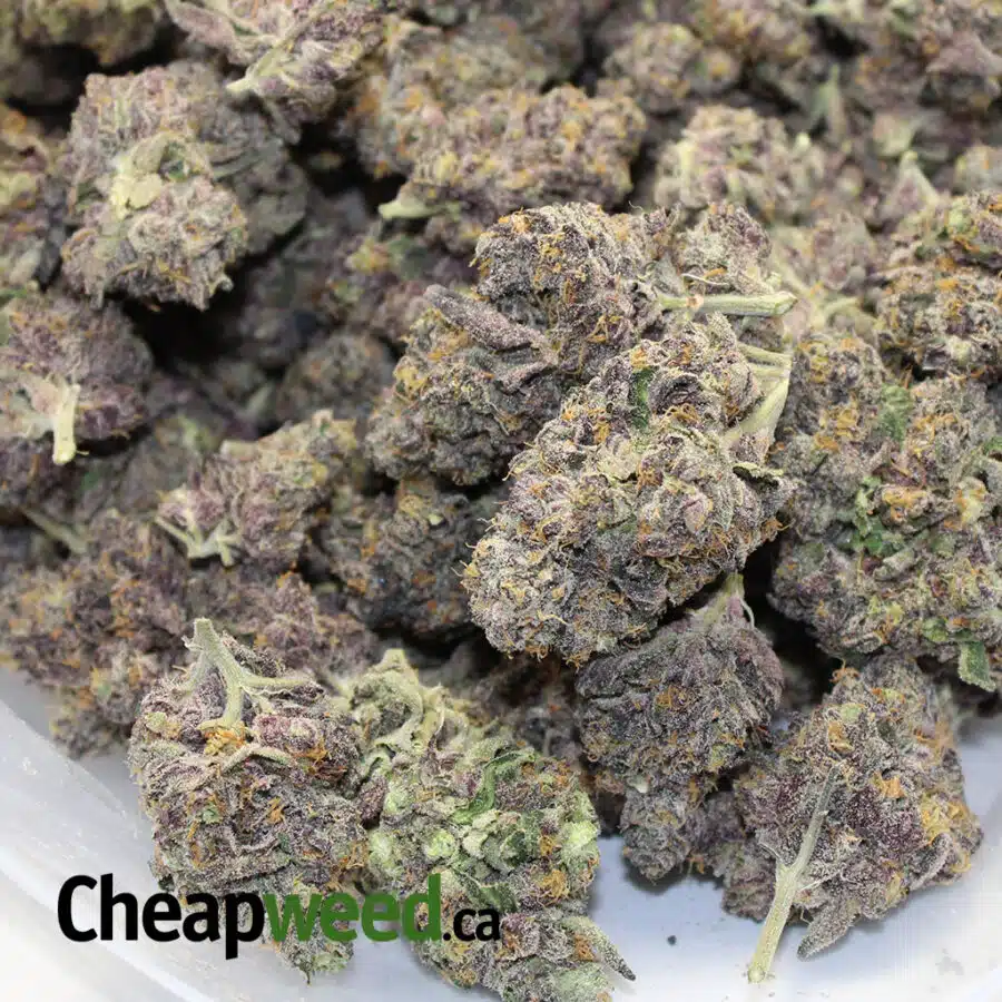 BLUEBERRY PANCAKES 3 I Blueberry Pancakes AAAA+ (Ounce)