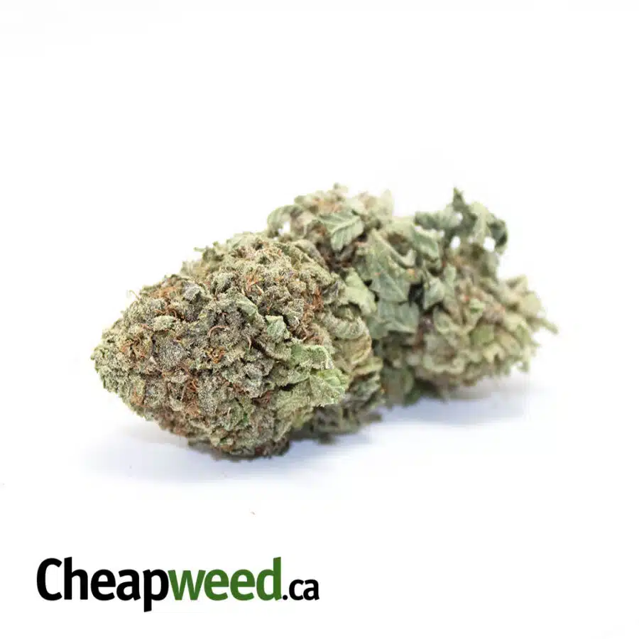Cheap Purple Sativa