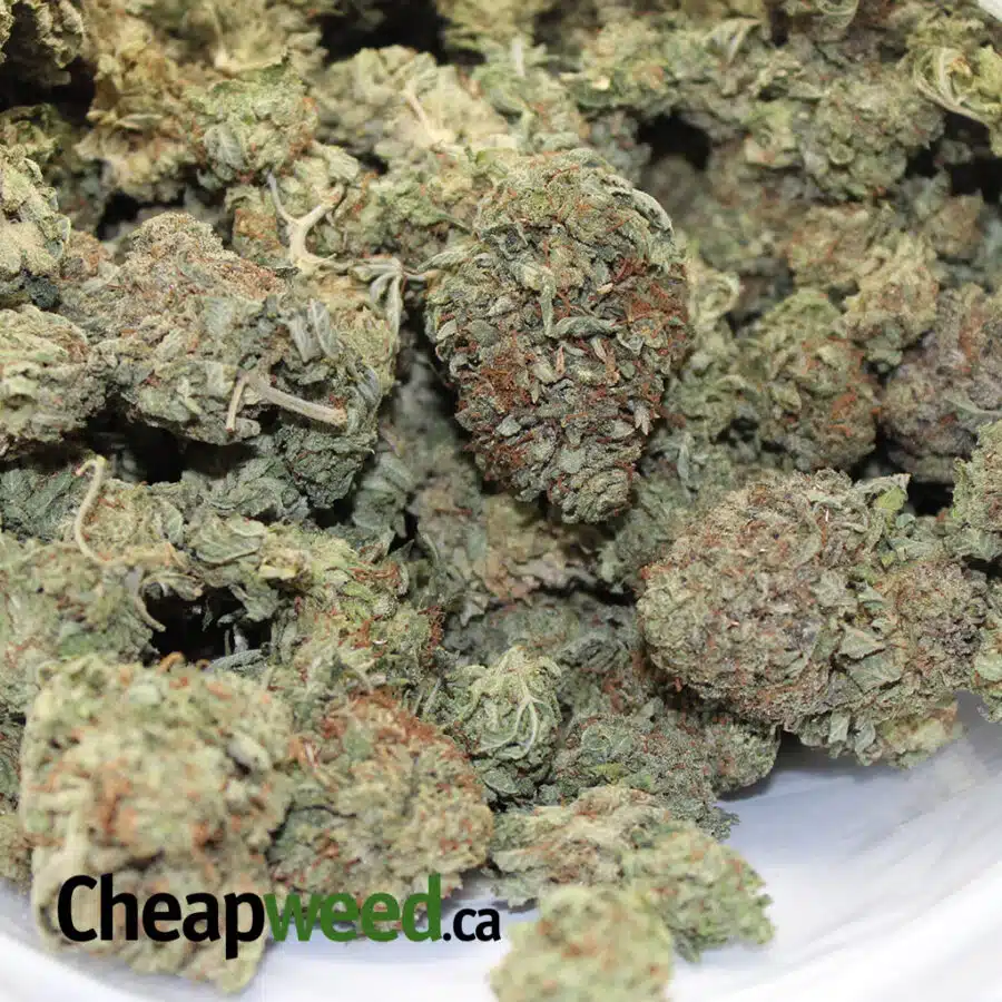 CHEAP PURPLE SATIVA 3 I Cheap Purple Sativa