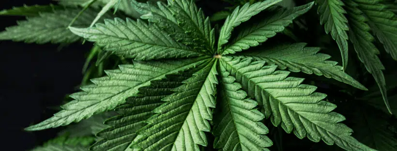 Chemical Composition of Marijuana and Hemp