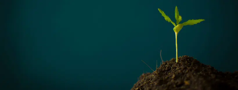 Cultivation of the Plants