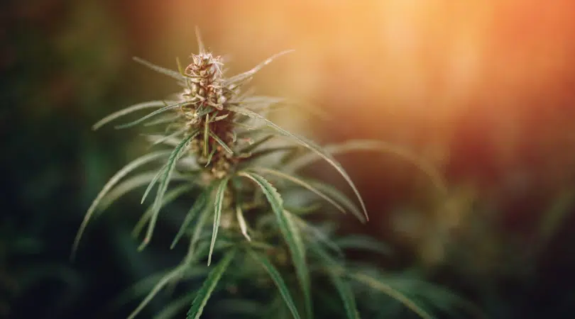 Hemp vs. Marijuana