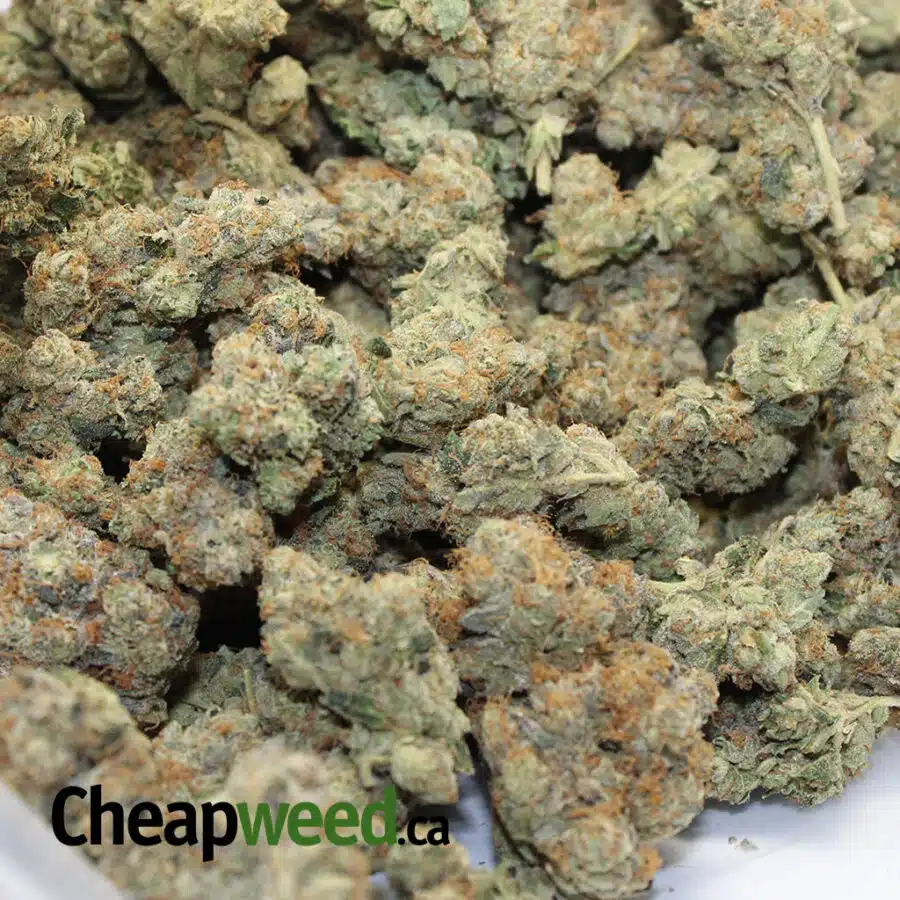 NAPOLEAN 3 I Napolean AAAA+ (Ounce)