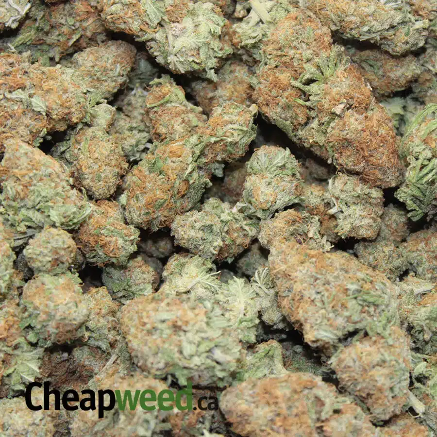 ORANGE PUNCH 3 I Orange Punch