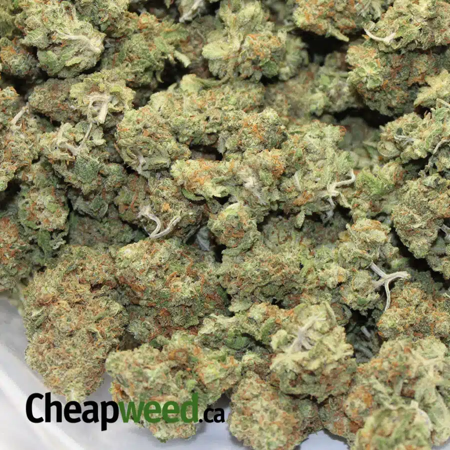 SUPER LEMON HEAD DEAL OF THE DAY 3 I Super Lemon Head - *Deal of the Day*