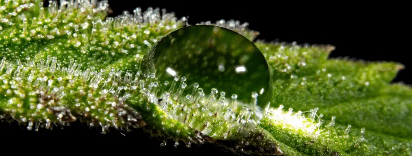 Testing the Trichomes