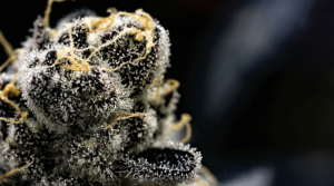 Trichomes The Complete Guide