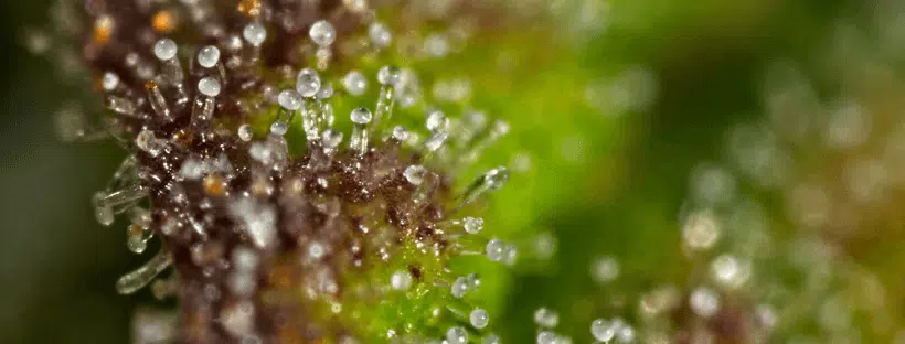 Using Trichomes