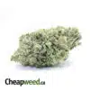 White Buffalo