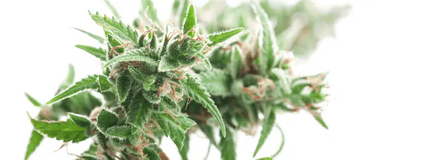 What Is Marijuana
