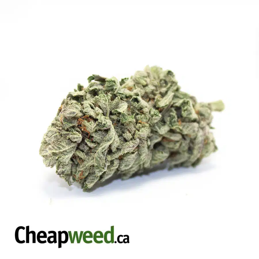 Cheap Purple Hindu Kush