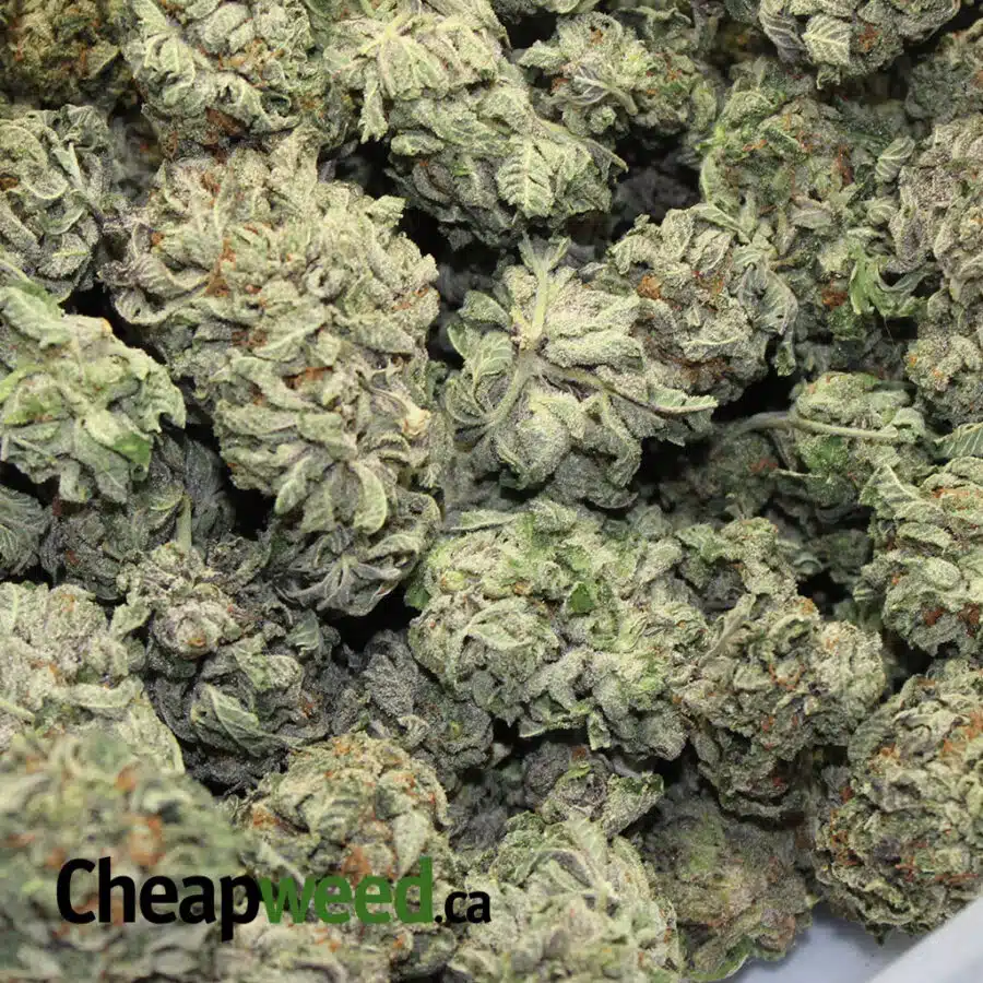 cheap purple hindu kush 2 I Cheap Purple Hindu Kush