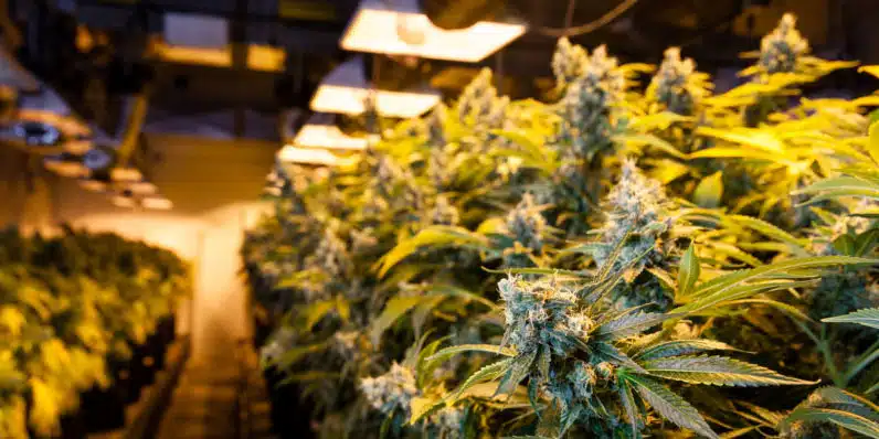 legal weed 796x398 1 I MARCH 26TH 2020 - COVID-19 UPDATES
