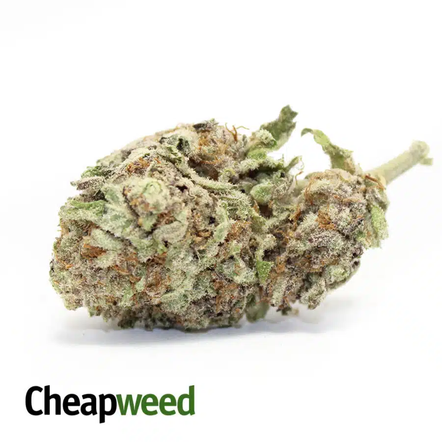 Purple Rocket Launcher AAAA+ (Ounce)