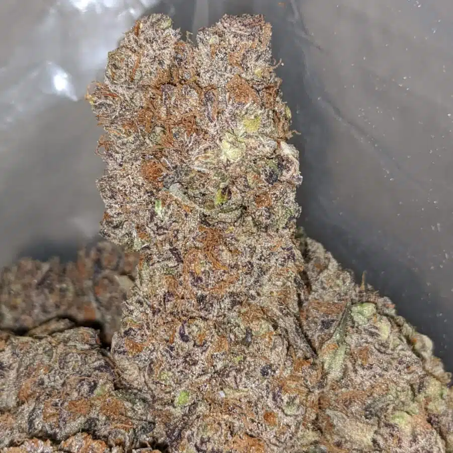 purple skunk aaa 1 I Purple Skunk AAA