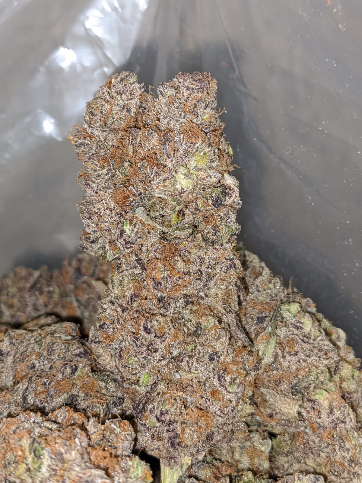 Purple Skunk AAA - Image 5