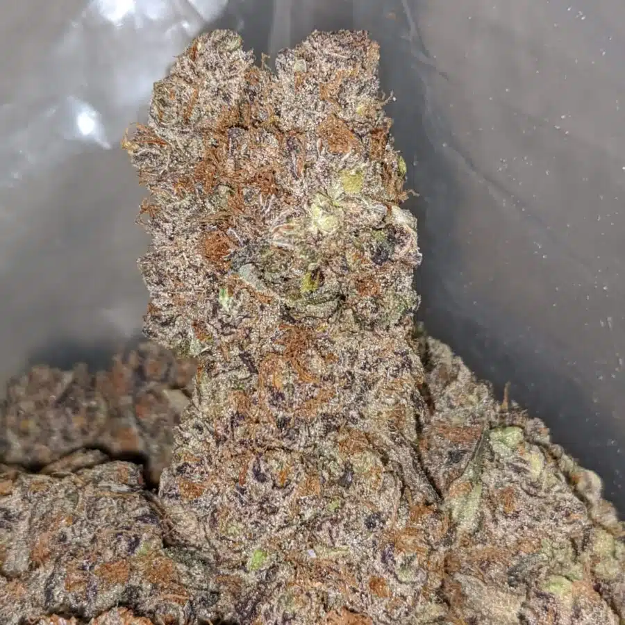 purple skunk aaa 2 I Purple Skunk AAA