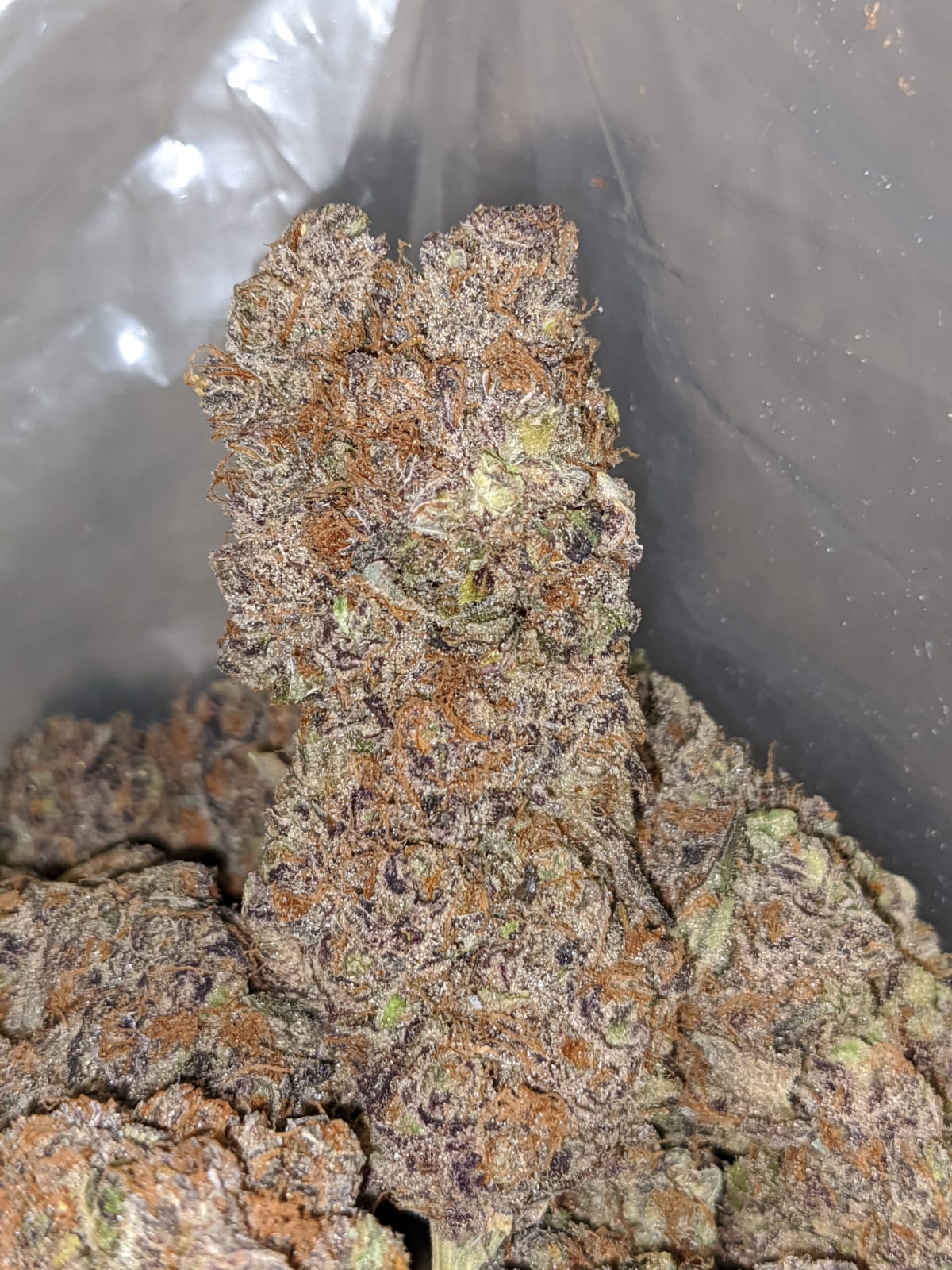 Purple Skunk AAA - Image 4