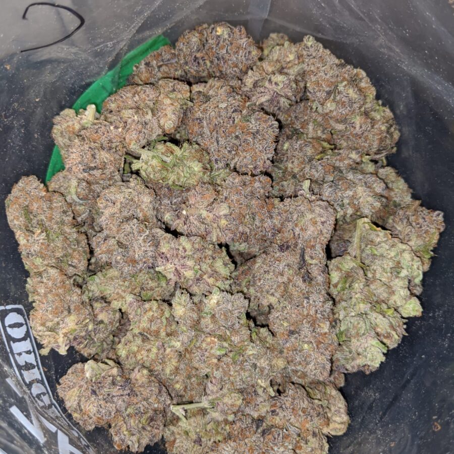 purple skunk aaa 3 I Purple Skunk AAA