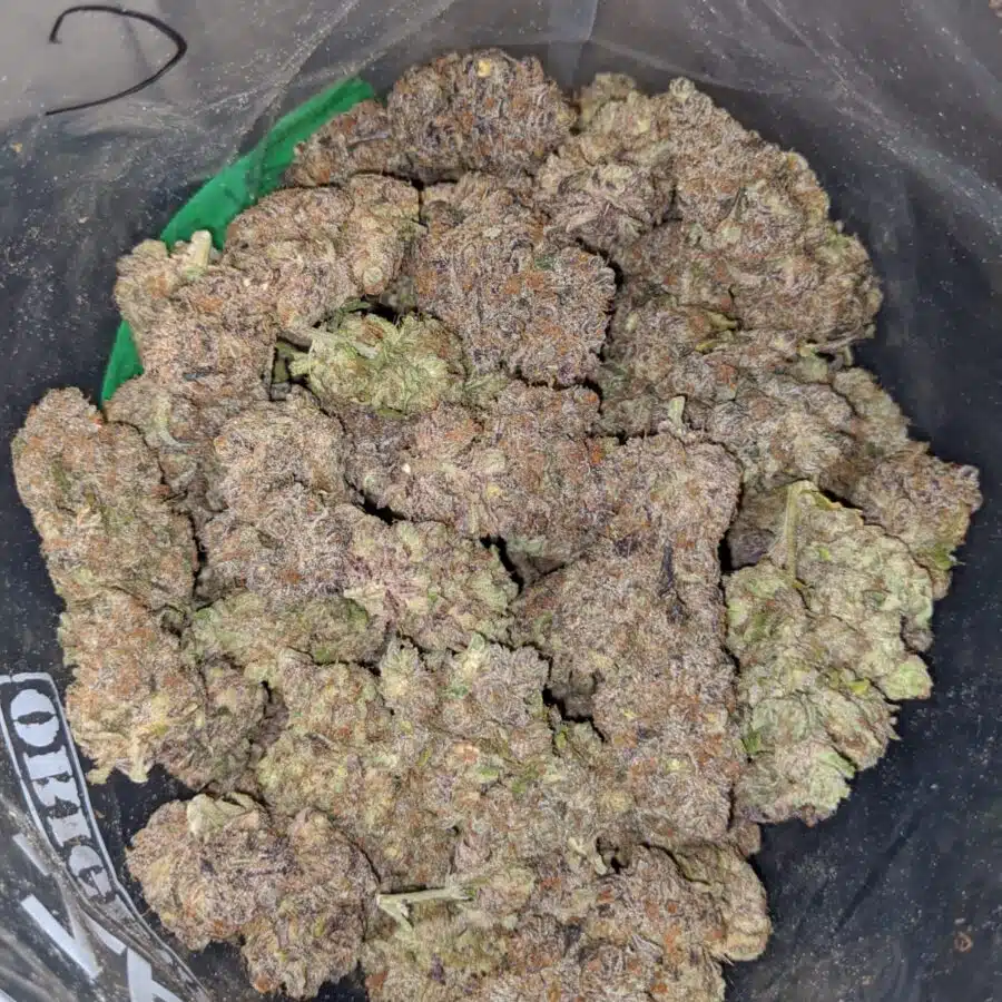 purple skunk aaa 3 I Purple Skunk AAA