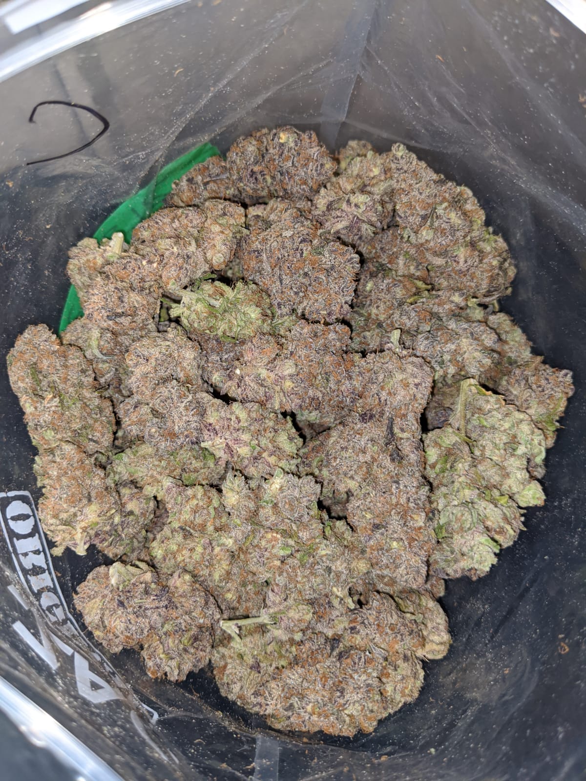 Purple Skunk AAA - Image 7