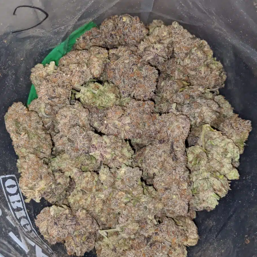 purple skunk aaa 4 I Purple Skunk AAA