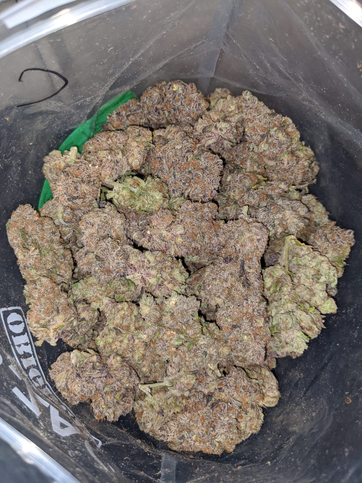 Purple Skunk AAA - Image 6