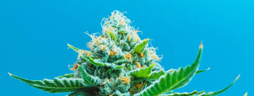 Indica