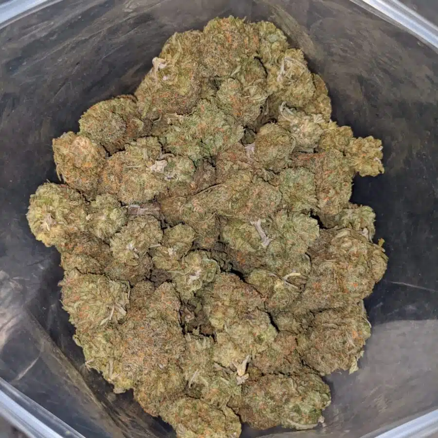 island punch dod 1 I Island Punch - *Deal Of The Day*