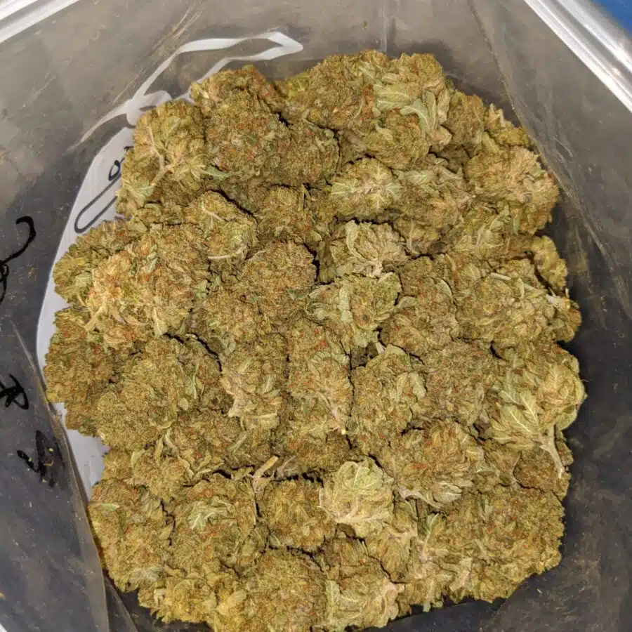 kush bomb dod 3 I Kush Bomb - *Deal Of The Day*