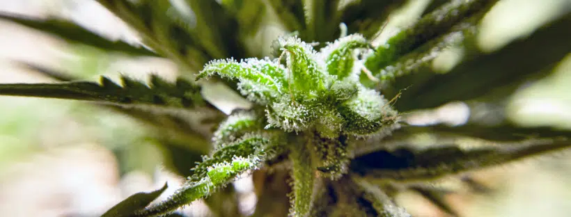 Growing Hindu Kush