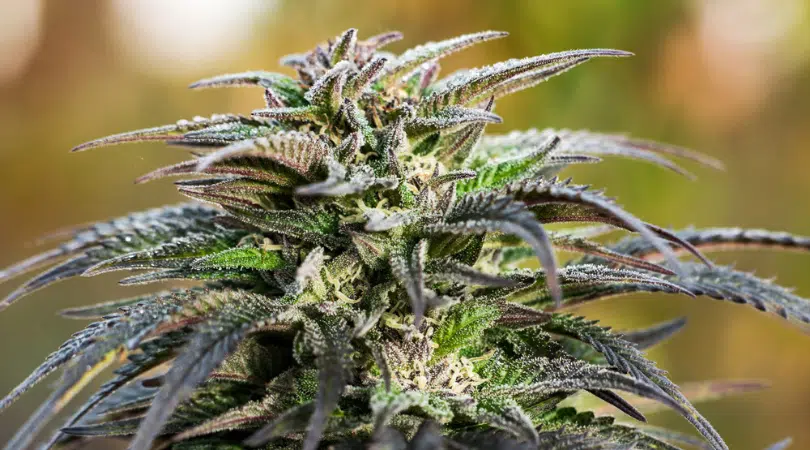 Hindu Kush Strain Review
