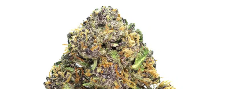 What Is Hindu Kush