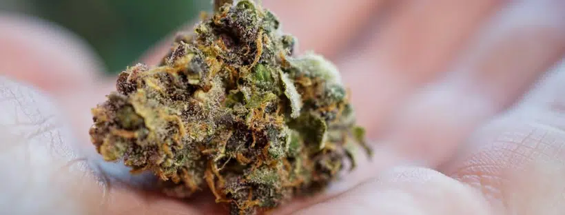 Apple Strains