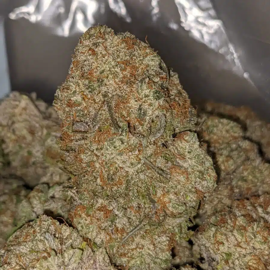 BLACKBERRY X DOSI PIE 3 I Blackberry X Dosi Pie