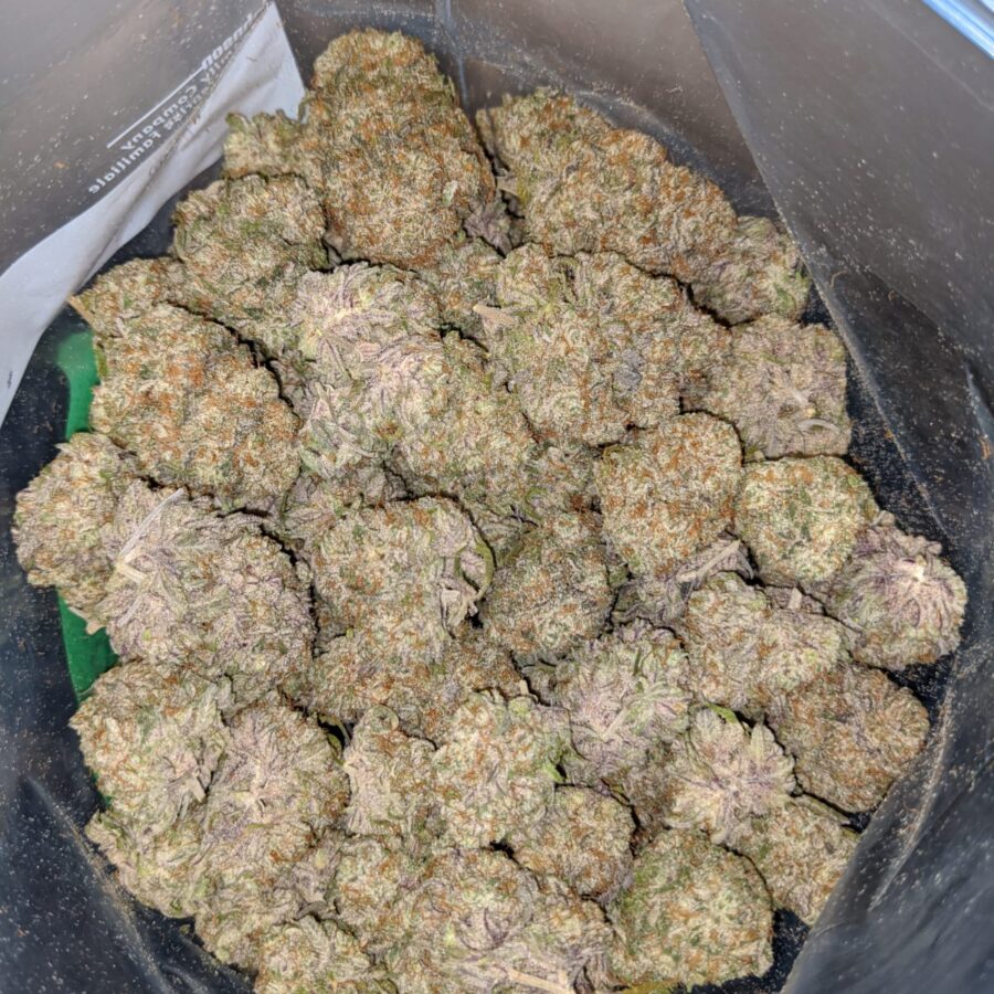 Blackberry X Dosi Pie - Image 6