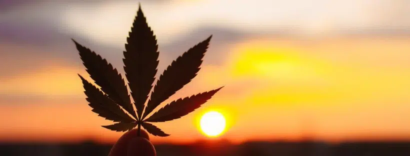 Beating the Heat with Weed