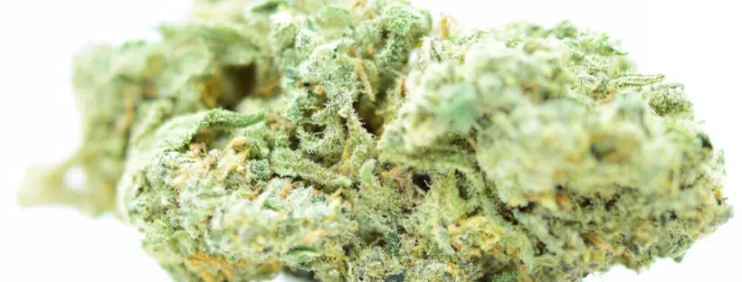 White Widow