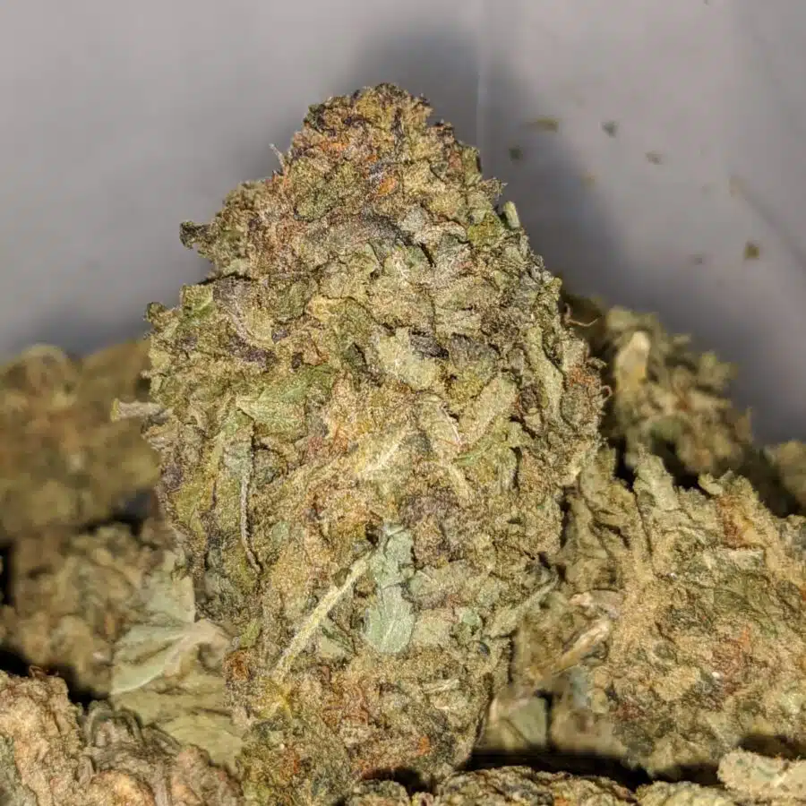 sour poison aa 2 I Sour Poison AA+